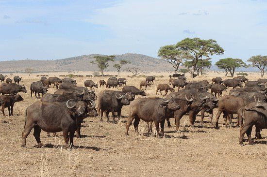 10 Days Ultra-Luxury Tanzania Safari Tour