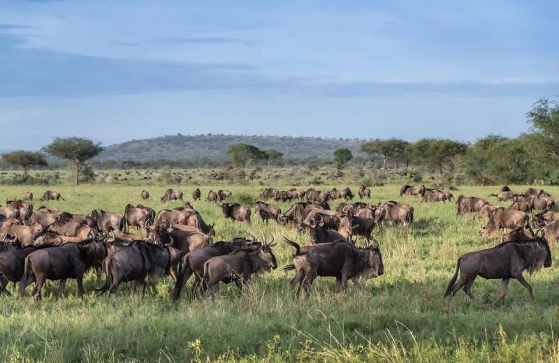 10 Days Ultra-Luxury Tanzania Safari Tour