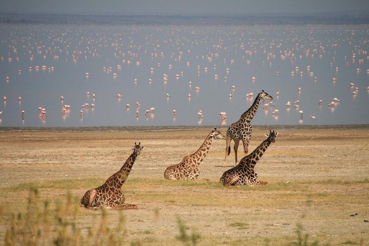 8 Days Ultimate Tanzania Safari Tour