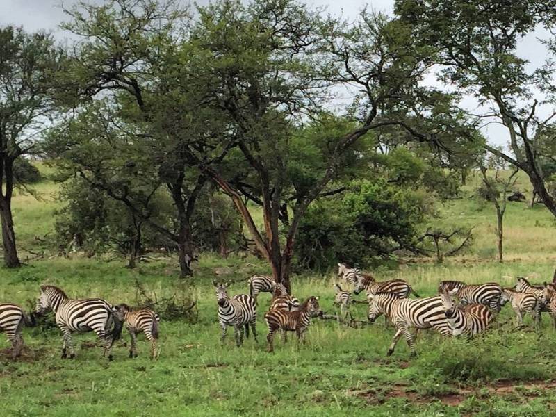 8 Days Ultimate Tanzania Safari Tour