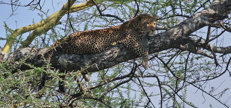 8 Days Ultimate Tanzania Safari Tour