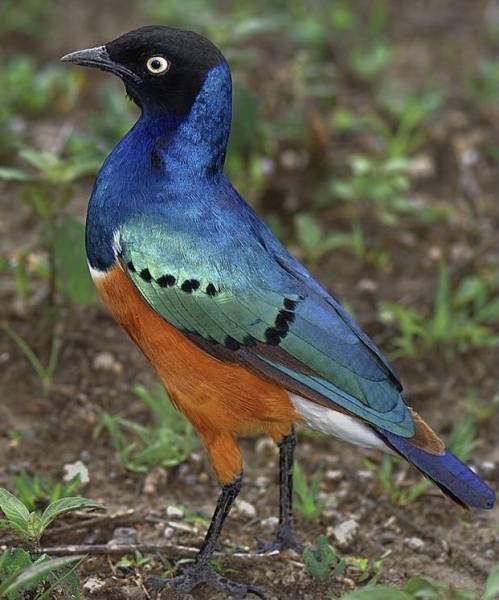 8 Days Ultimate Tanzania Safari Tour