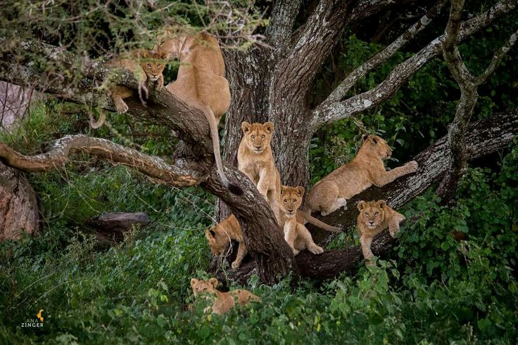 From Shores To Savannas - A Seven-Day Luxury Zanzibar - Safari Escape Tour