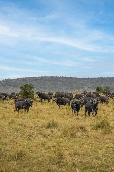 From Azure Seas To Golden Savannas - An Eight-Day Luxury Zanzibar - Safari Escape Tour