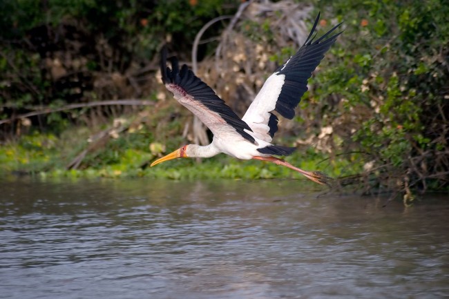 8-Day Honeymoon Safari Escape Tour