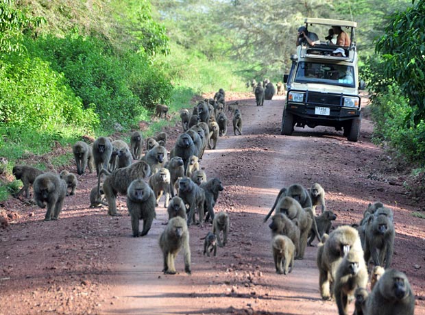 8-Day Honeymoon Safari Escape Tour