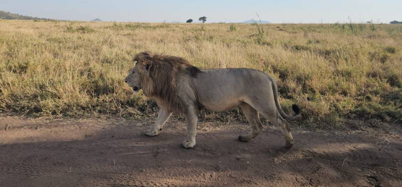 8-Day Honeymoon Safari Escape Tour