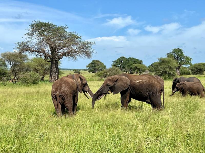 Wilderness - Waves - A Seven-Day Luxury Safari - Zanzibar Escape Tour