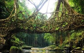 7N Cherrapunji - Dawki - Shillong - Kaziranga - Guwahati Tour