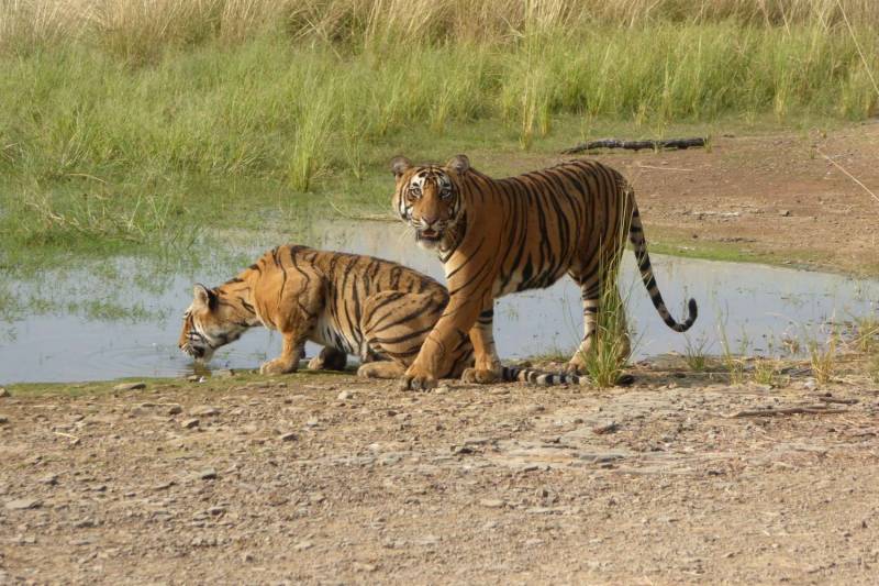 Wildlife - Nature Rajasthan Tour - 5 Days