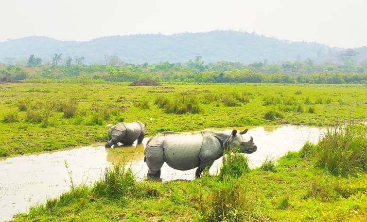 Kaziranga 3n 4d Itinerary
