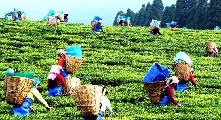 Assam & Meghalaya 8 N 9 D Itinerary