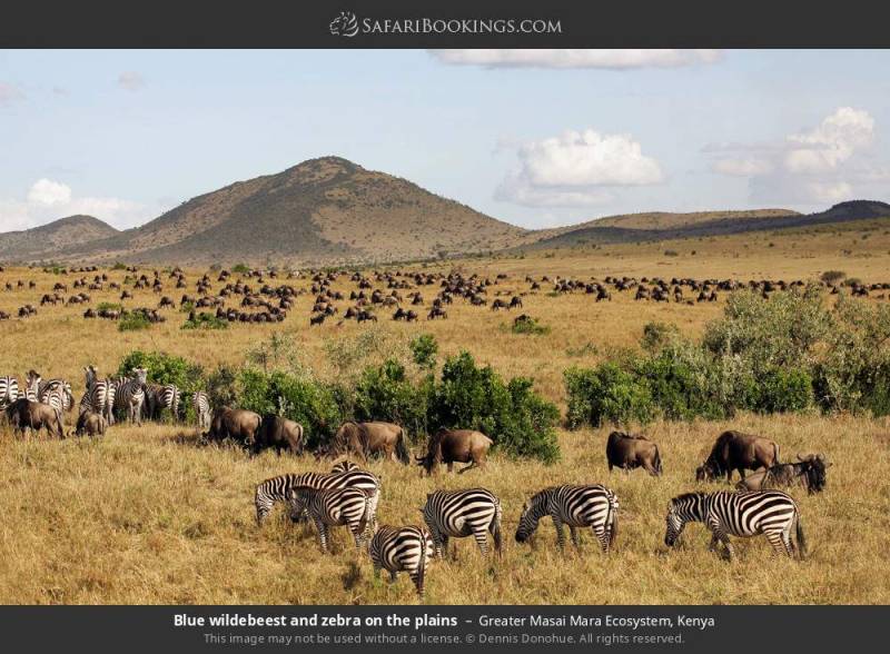 3 nights Maasai Mara Budget Tour
