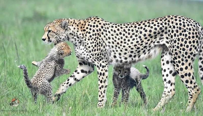 3 days 2 nights Maasai Mara best safari