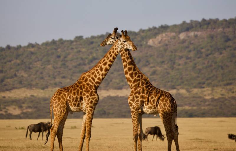 3 days 2 nights Maasai Mara best safari