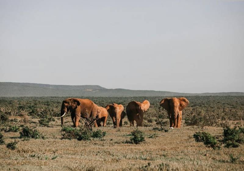 Amboseli Game Park Tour Image