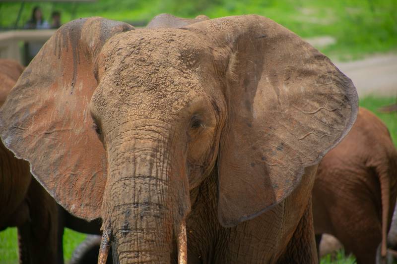 Exclusive Tarangire Private Day Tour