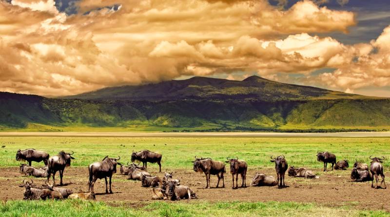 Ngorongoro Crater Private Day Tour Image