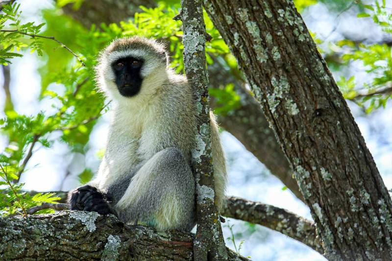 5D Tarangire-Serengeti And Ngorongoro Crater Joining Group Camping Safari Tour Image