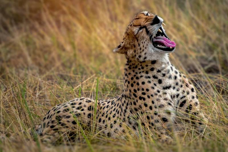 6 Days Tanzania Budget Camping Safari Tour Image
