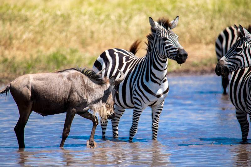 6 Days Wildebeest Migration - Joining Group Camping Tour Image