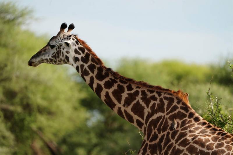 6D Wildebeest Migration Tarangire-Serengeti And Ngorongoro Crater Joining Group Camping Tour Image