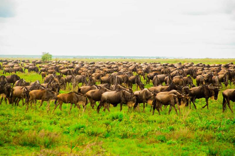 7 Days Best Of Northern Circuit Budget Safari In Tanzania Image