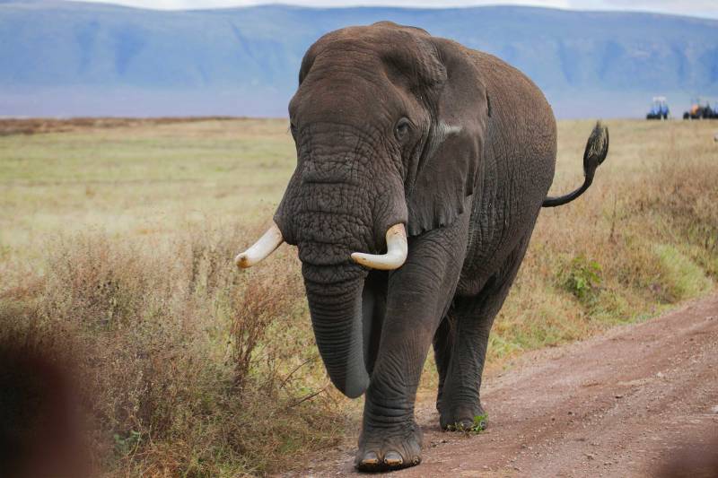 5 Days Big Five Lodge Tour And Cultural Experience