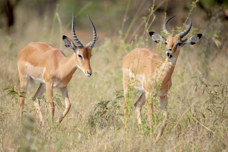 9 Days Private Safari And Cultural Experience Tour