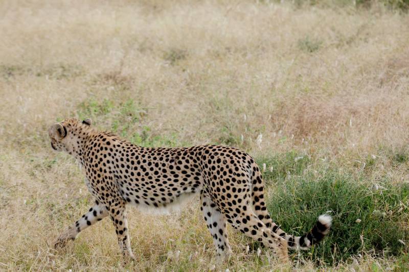 10 Days Great Wildebeest Migration - Lake Natron Tour