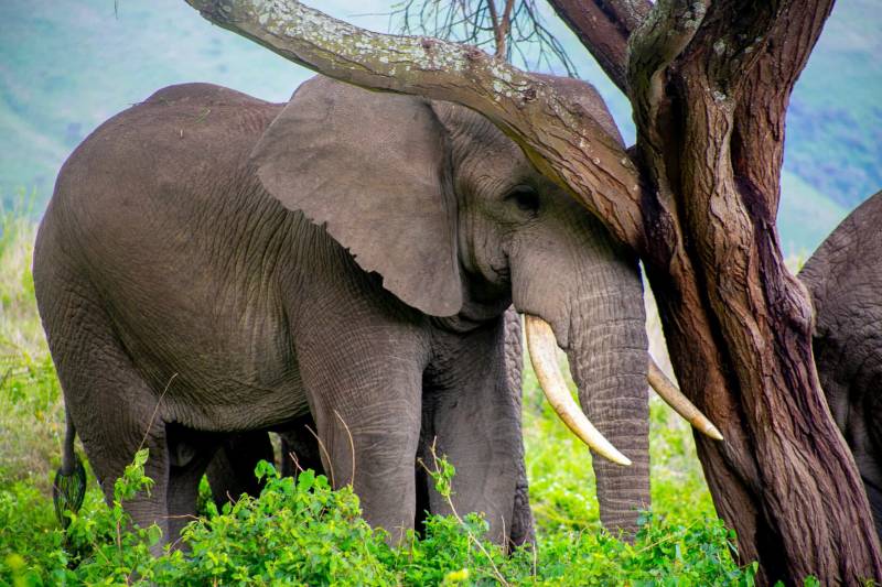 12 Days Tanzania Big Five Private Experience Tour