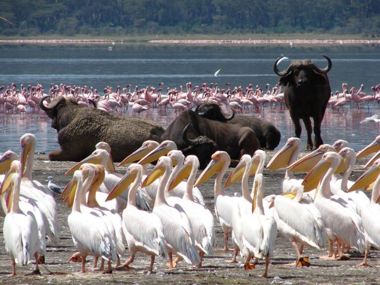 6 Days Safari Lake Nakuru - Lake Baringo - Lake Naivasha - Masai Mara Tour