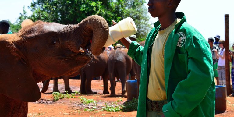 David Sheldrick Elephant Orphanage Tour Image