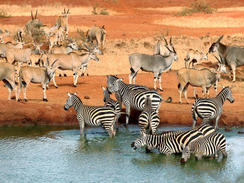 3-Day Tsavo East Safari Tour