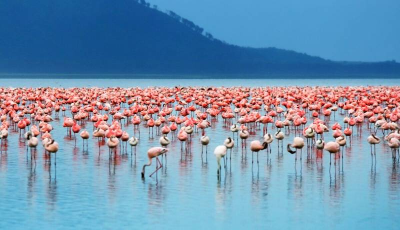 3 Nights To Lake Nakuru And Masai Mara Package