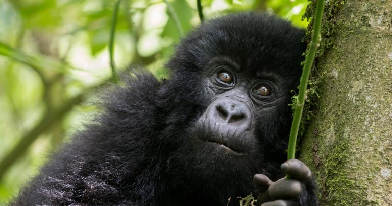 5 Days Ol Pajeta - Maasai Mara - Encounter The Chimps Tour Image