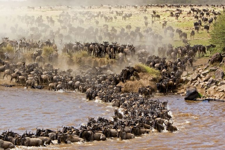 3 Days Masai Mara - Wildebeest Migration Safari Tour Image