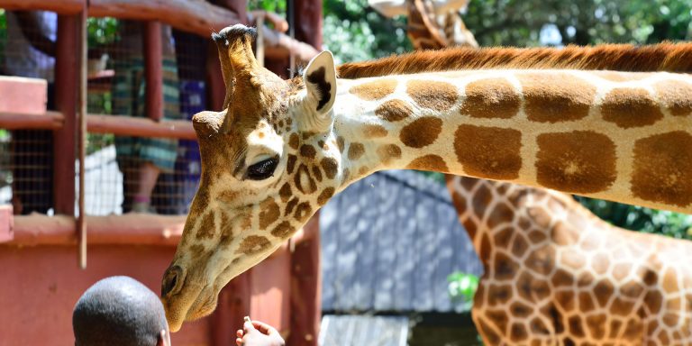 One Day Giraffe Centre Tour Package