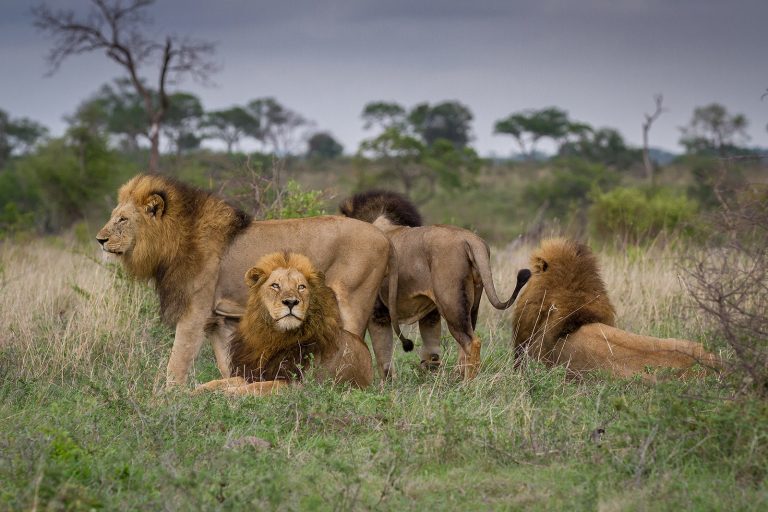 4 Days Nakuru Masai Mara Safari - The Lion King Tour