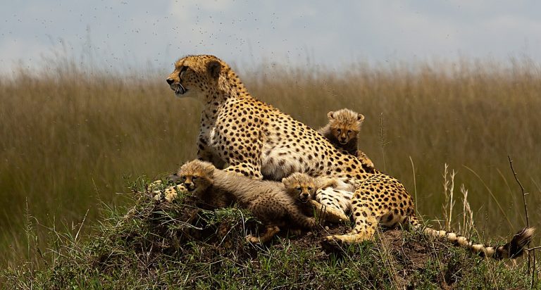 5 Days Masai Mara - Naivasha - Nakuru Tour Image