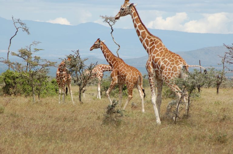 8 Days Sweet Waters - Samburu - Nakuru - Naivasha - Masai Mara Tour Image