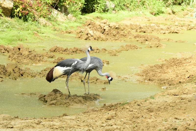 7-Day Kenya Safari, Amboseli, Naivasha, Nakuru, Masai Mara