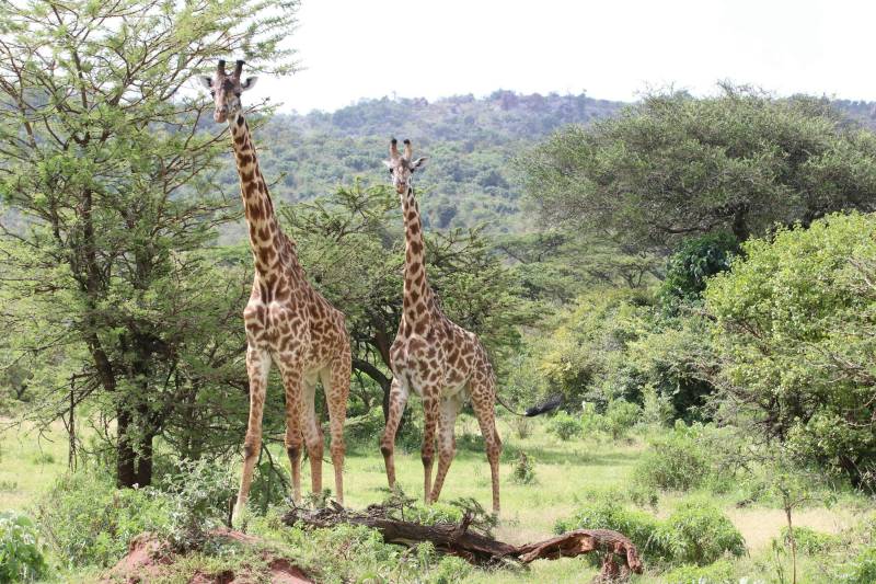 7-Day Kenya Safari, Amboseli, Naivasha, Nakuru, Masai Mara