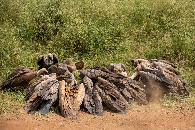 7-Day Kenya Safari, Amboseli, Naivasha, Nakuru, Masai Mara