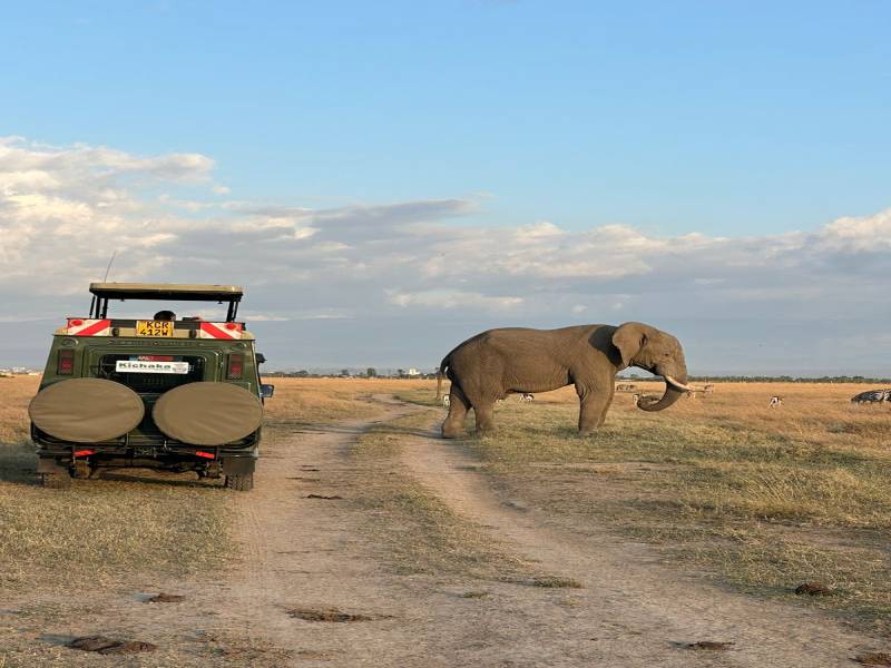 7-Day Kenya Safari, Amboseli, Naivasha, Nakuru, Masai Mara