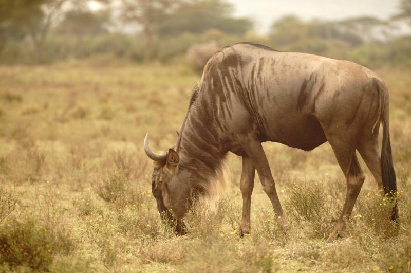 7-Day Kenya Safari, Amboseli, Naivasha, Nakuru, Masai Mara