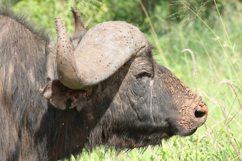 7-Day Kenya Safari, Amboseli, Naivasha, Nakuru, Masai Mara