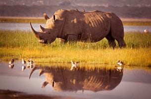 2 Days 1 Night Kenya Safari In Lake Nakuru National Park Tour Image