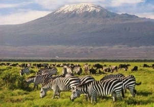 2-Day Amboseli Private Safari Tour Image