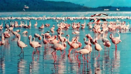 3 Days Lake Nakuru Safari Tour Image